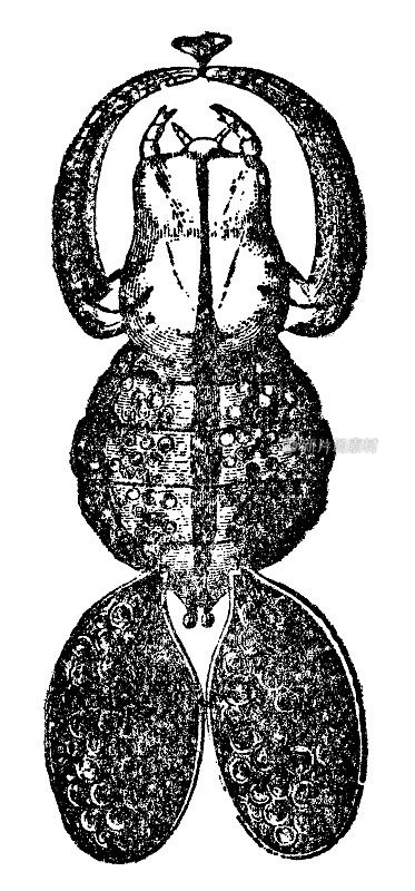 鲈虱(achthers Percarum) - 19世纪
